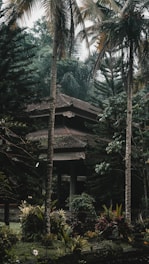 A traditional house is nestled amidst towering palm trees and lush greenery, with dense foliage surrounding the structure, creating a serene and secluded atmosphere.