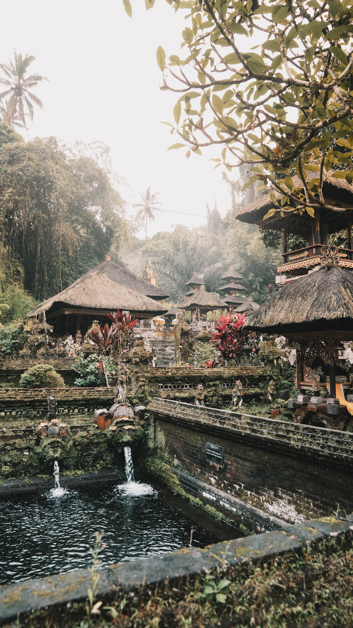 Bali Starling Sanctuary & Banjar Hot Springs Tour