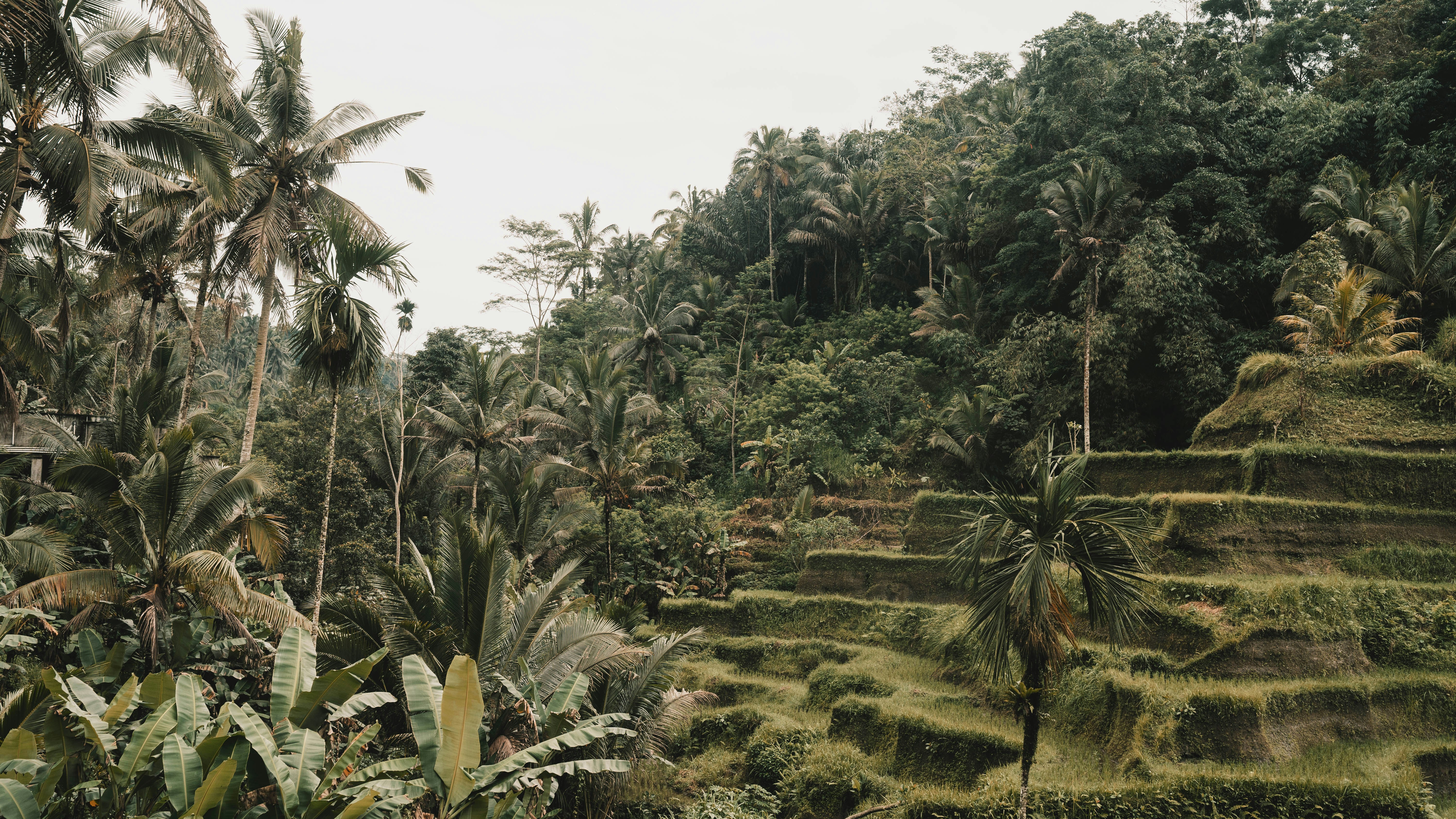 Exploring the Surrounding Jungle