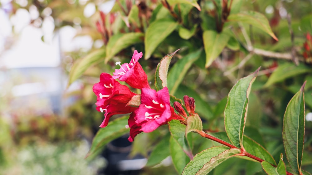 a red flower is blooming on a tree