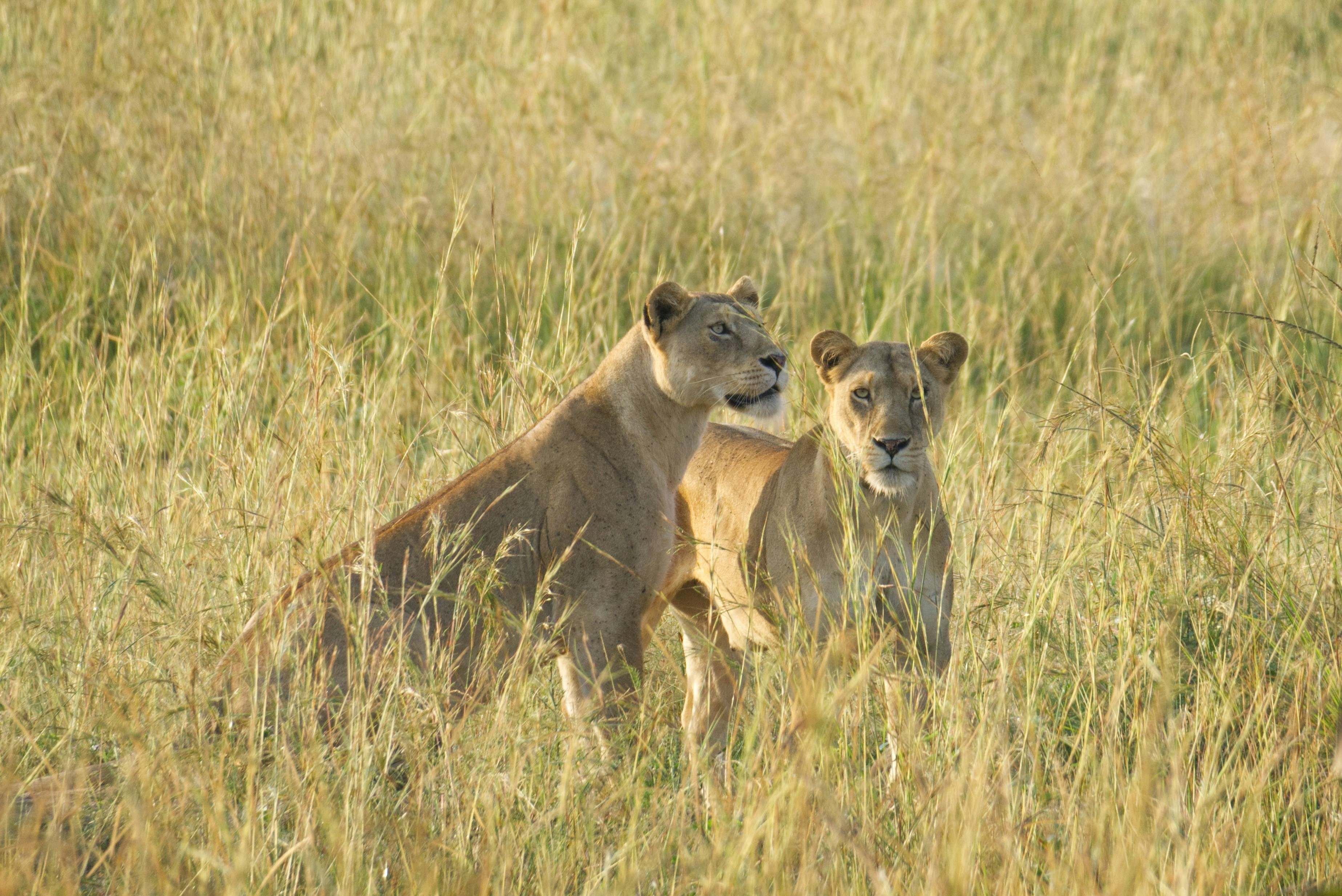 a couple of lions standing on top of a grass covered field, Two lionesses in the tall grass looking at antelope