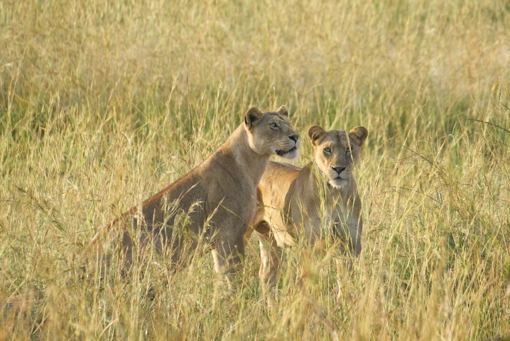 a couple of lions standing on top of a grass covered field