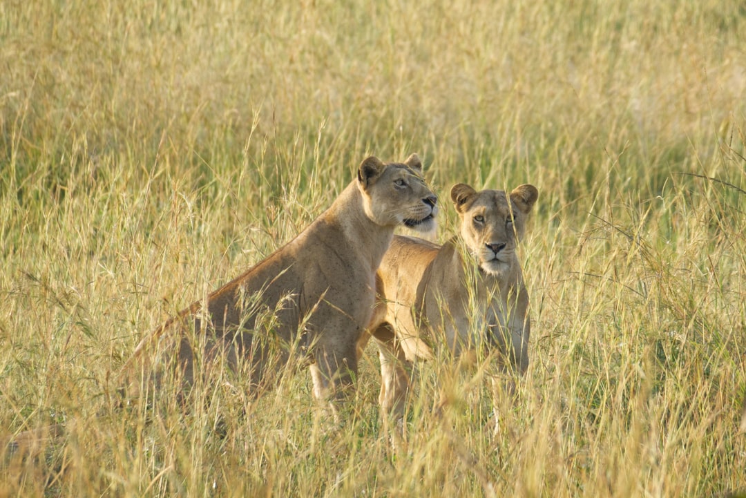 a couple of lions standing on top of a grass covered field, Two lionesses in the tall grass looking at antelope