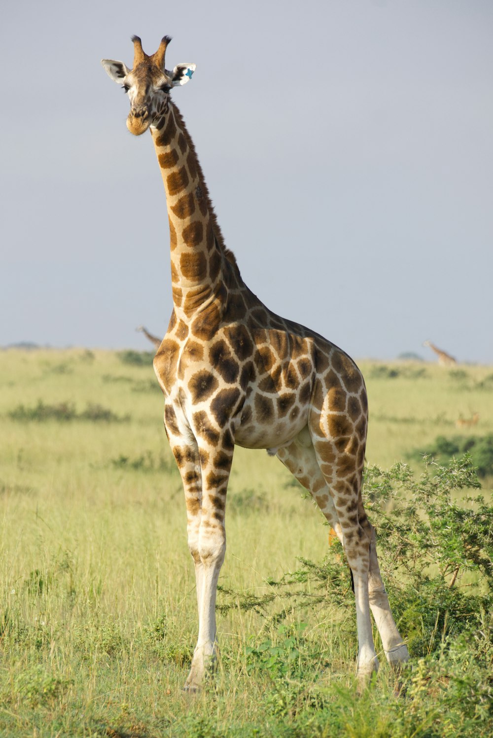 a giraffe standing in the middle of a field