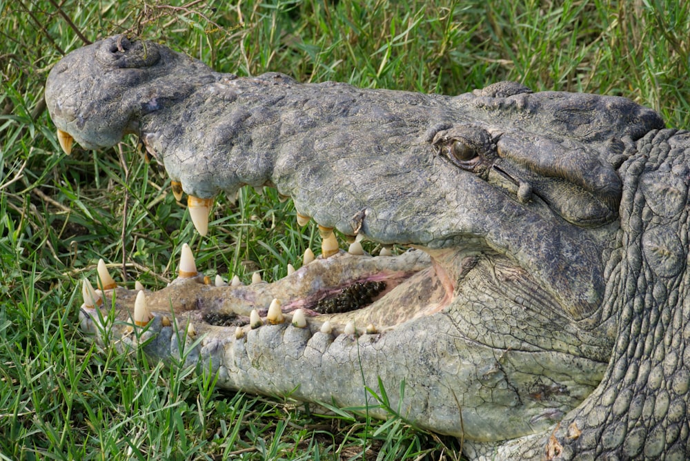 a large alligator laying in the grass with its mouth open