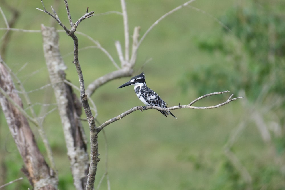 a black and white bird sitting on top of a tree branch