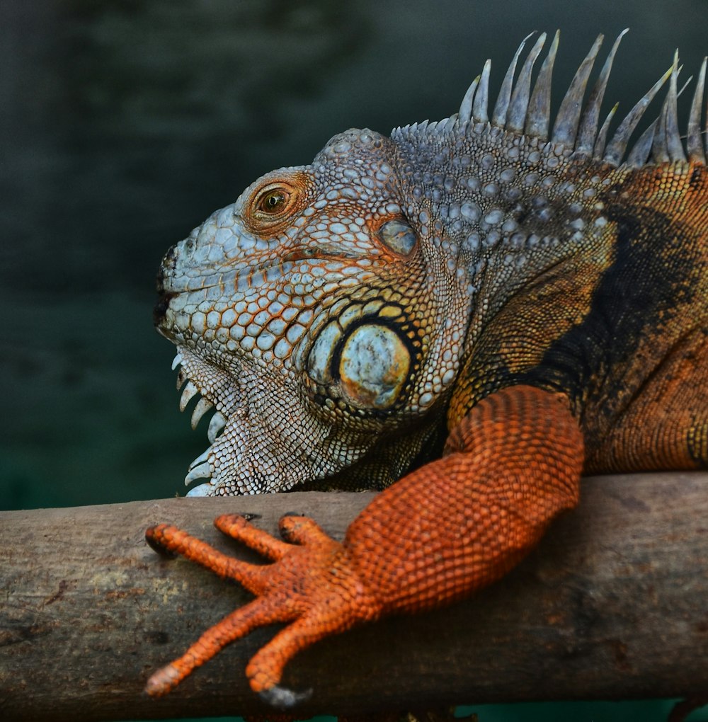 a close up of a lizard on a branch