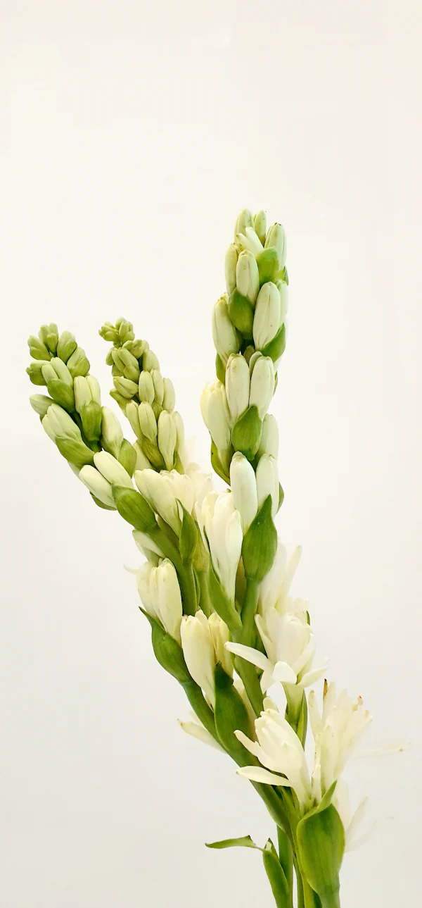 Cremeweiße Tuberosenstiele in Nahaufnahme — die kolumbianische Tuberose in der Kopfnote von Vendetta Donna von Valentino, von der Parfumerie Olara