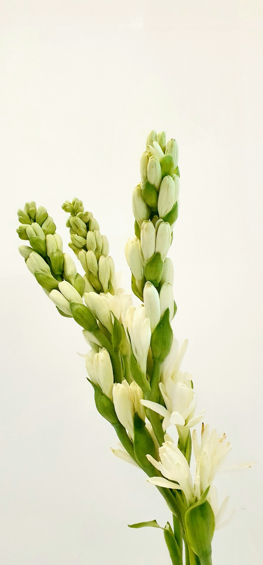 a close up of a vase with flowers in it