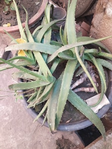 Pure Aloe Gel