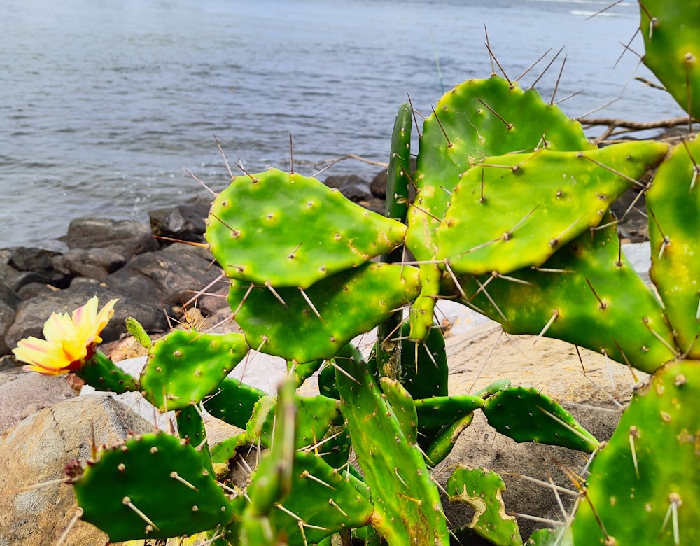 a cactus with a yellow flower sitting on a rock by the water
