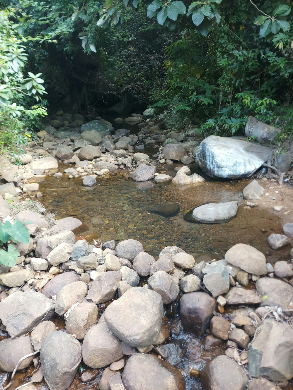 a stream running through a lush green forest