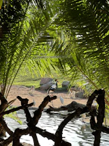 Wildlife refuge area with native animals visible in their natural habitat.
