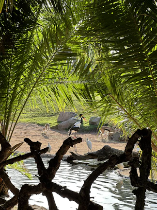 Screenshot of a video player showing a nature documentary scene.