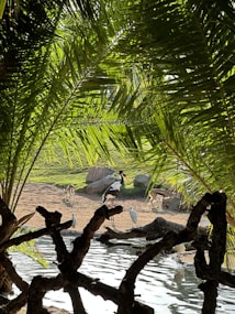 A serene natural scene featuring various animals by a water body, surrounded by lush greenery. A tall bird stands at the center, accompanied by smaller birds and grazing antelopes. Palm fronds create a natural frame, casting patterns of light and shadow over the scene.