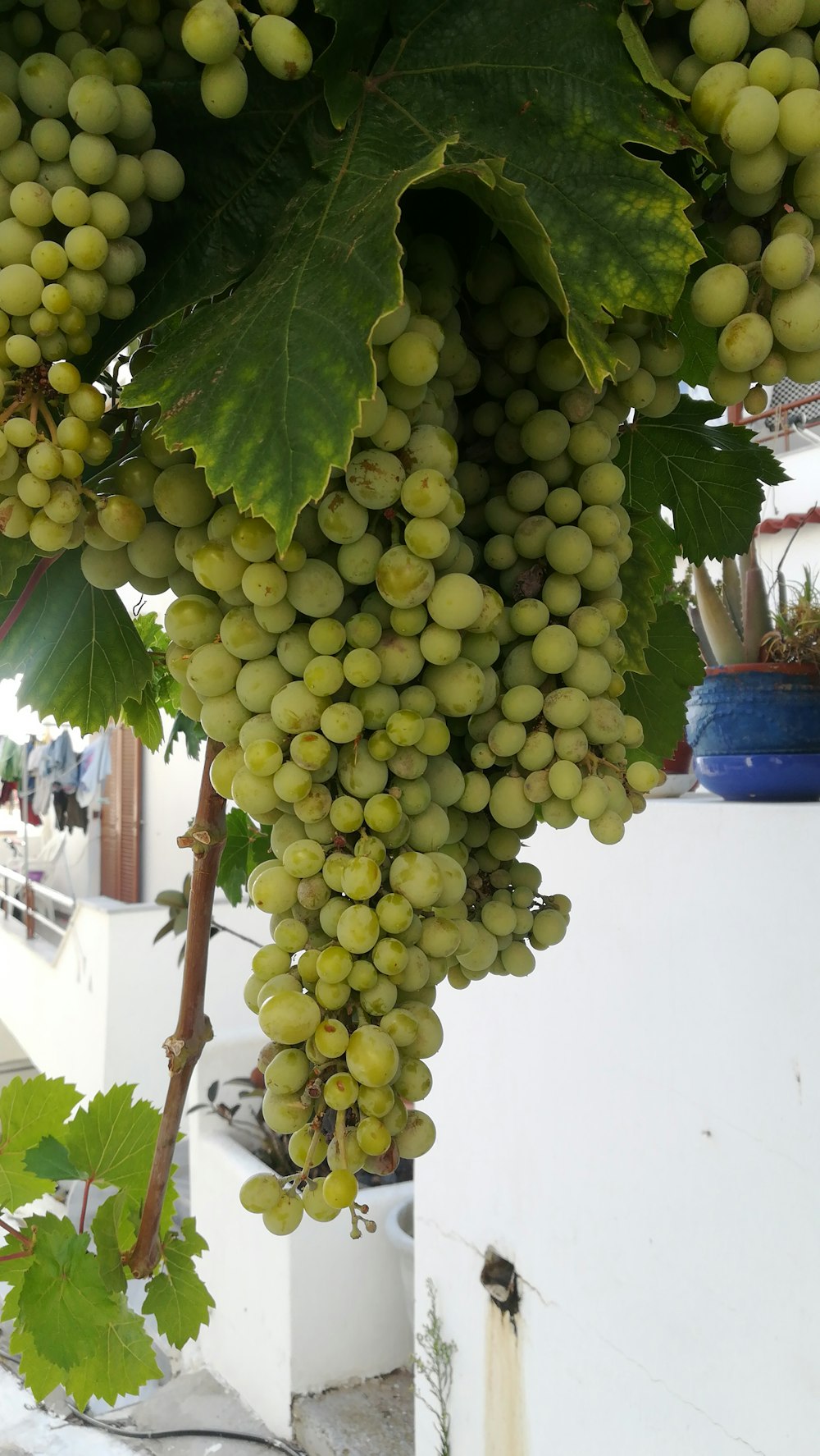 a bunch of green grapes hanging from a tree