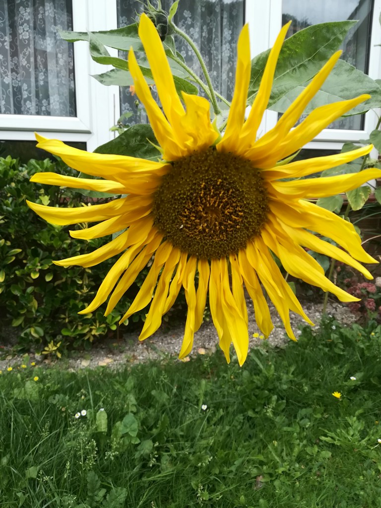 Sunny Sunflower