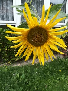 Sunny Sunflower