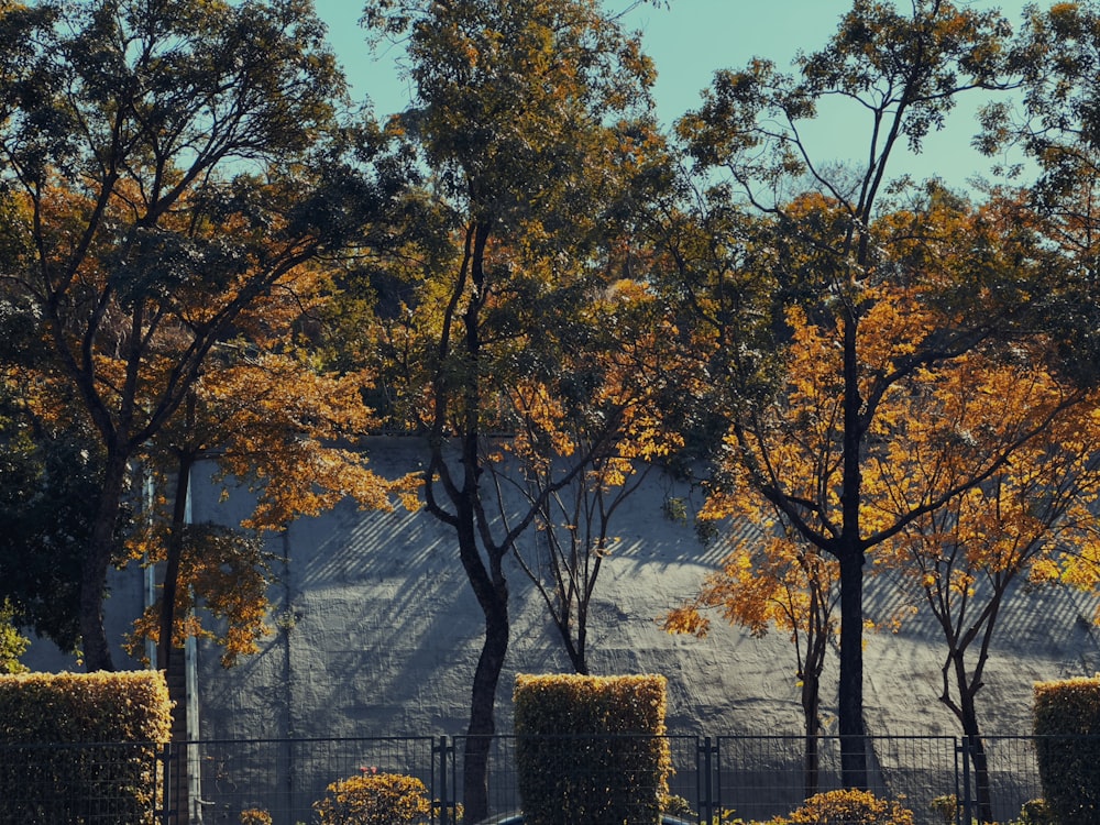 a couple of trees that are next to a fence