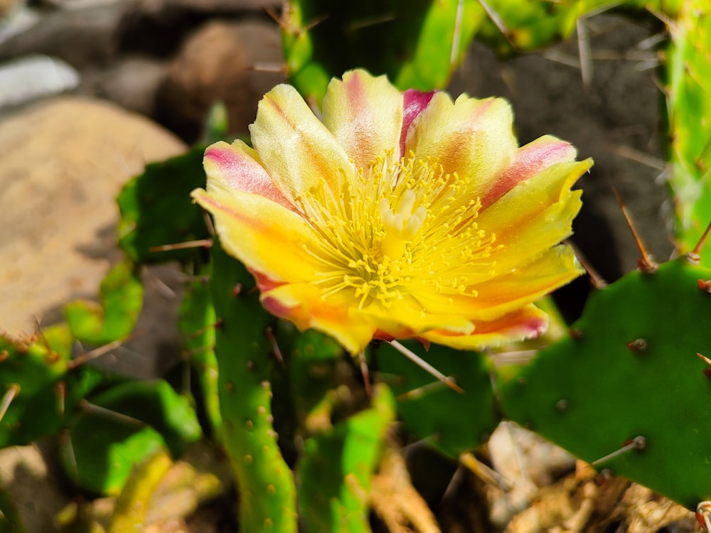 a yellow and pink flower in a rocky area