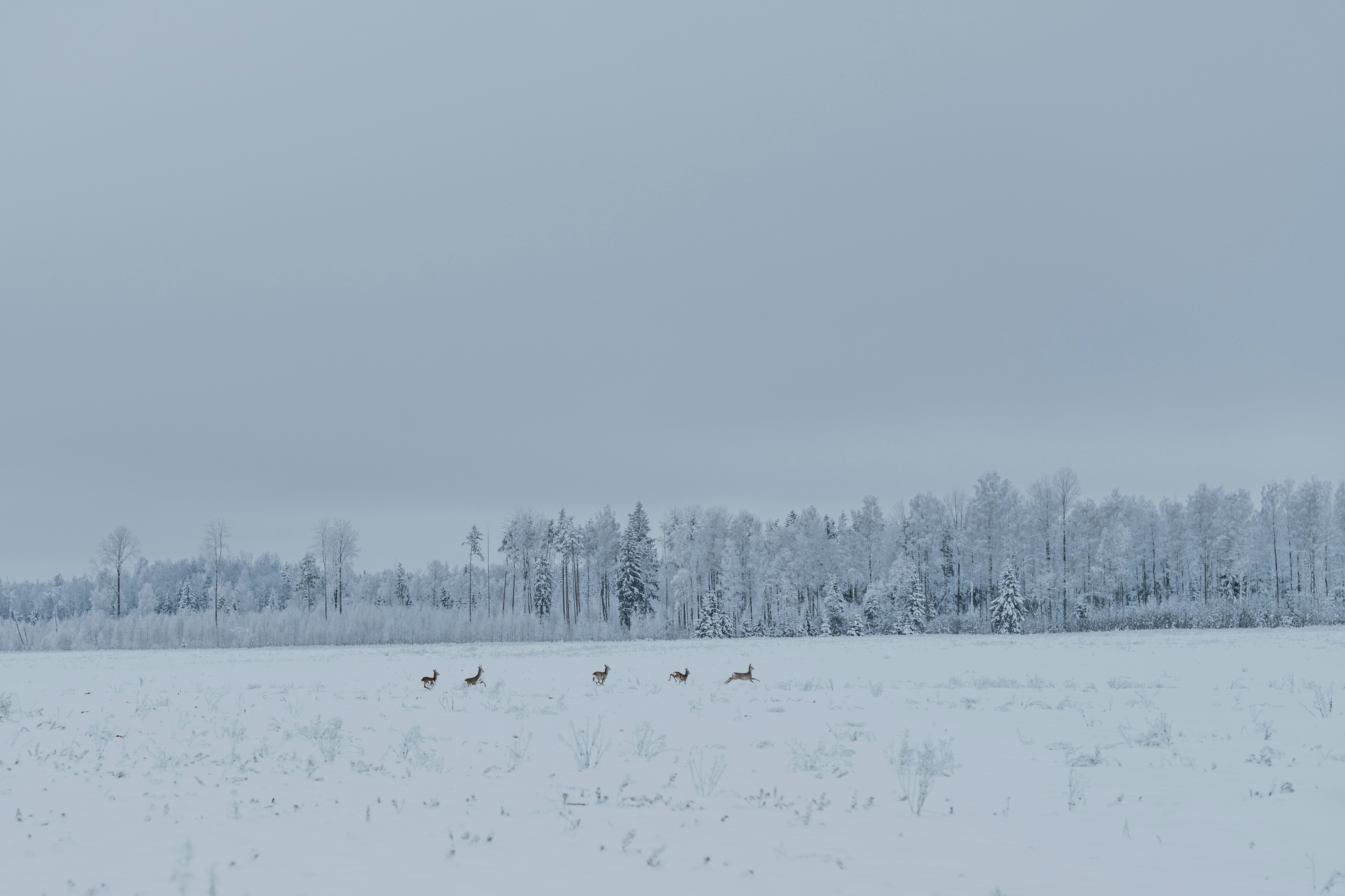 Photo by anitaaustvika