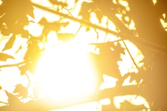 Warm sunlight filtering through tree branches in early morning.
