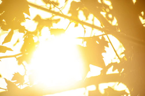Warm sunlight filtering through trees onto a laughing family.