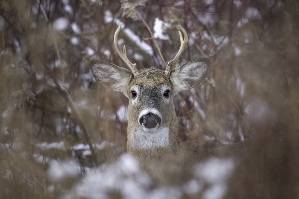 a close up of a deer's face in the snow