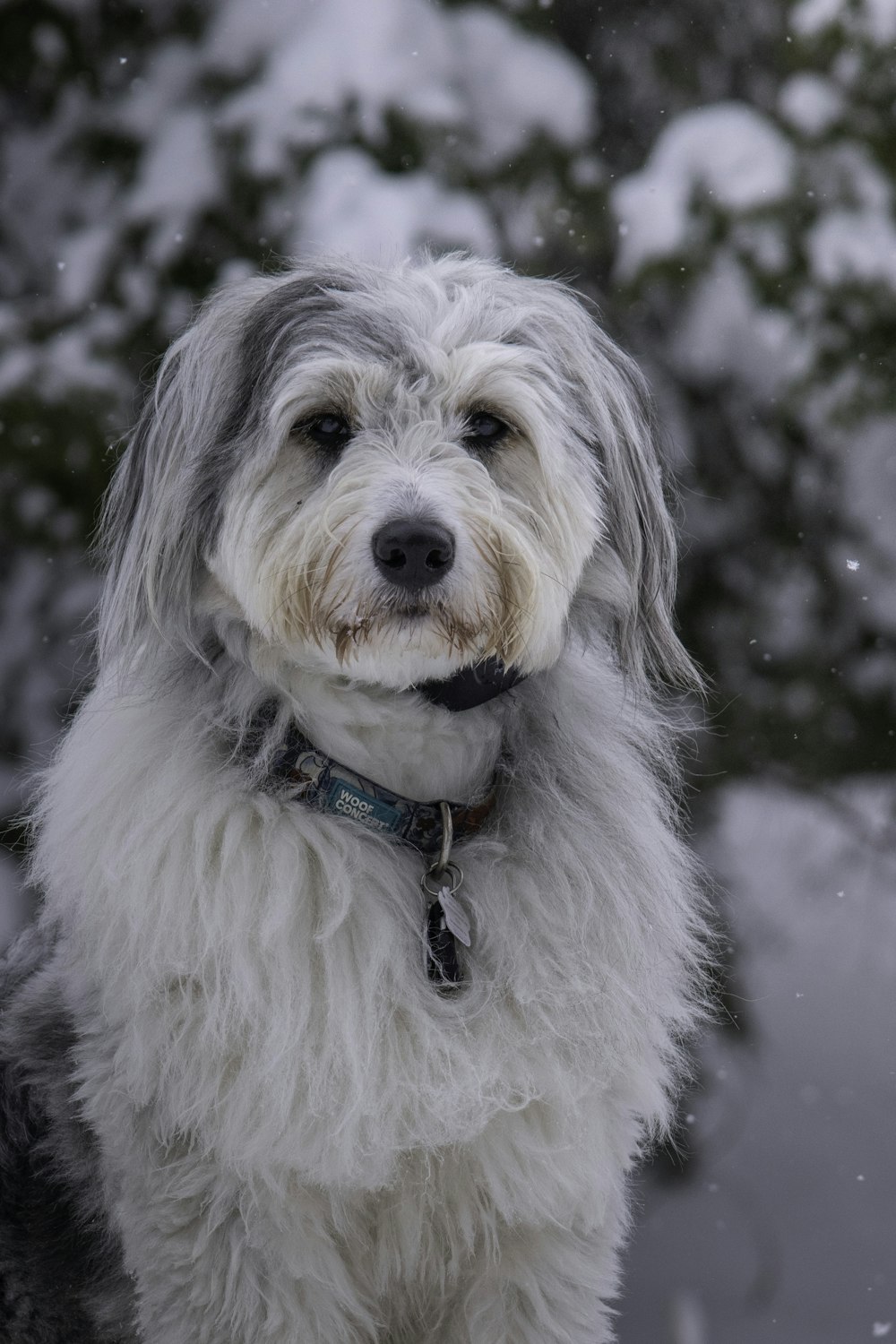 a shaggy white dog standing in the snow