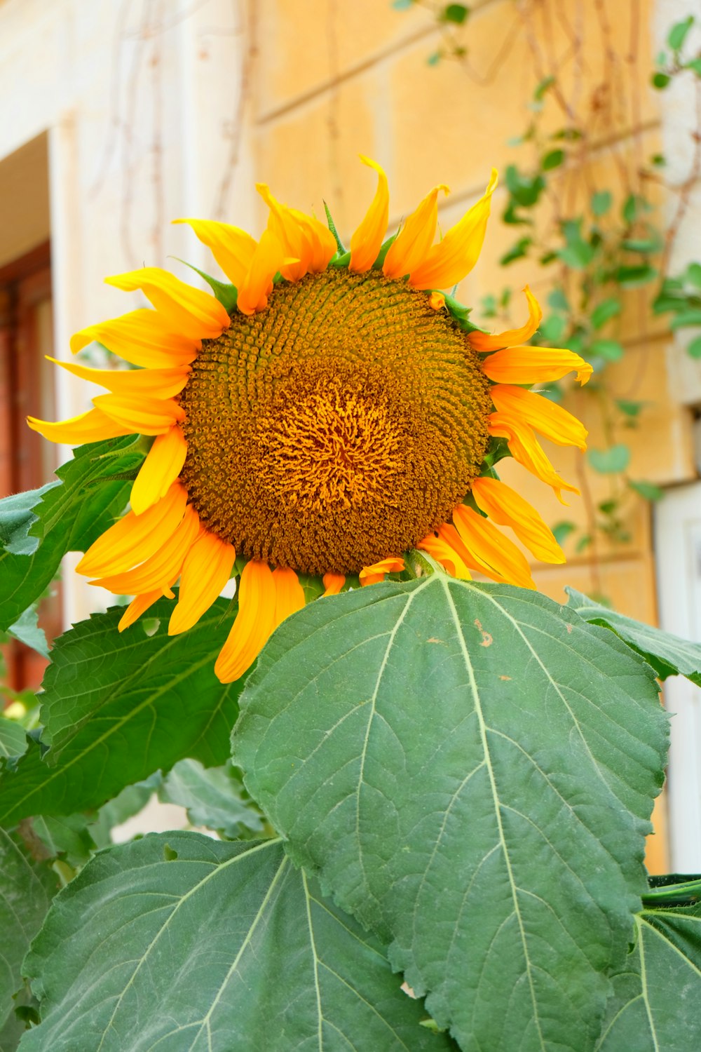 a large sunflower in front of a building