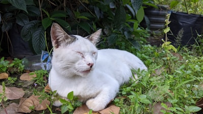 A white cat with closed eyes is lying on the ground surrounded by green plants and some fallen leaves. A plastic bottle is visible in the background against a backdrop of lush foliage.