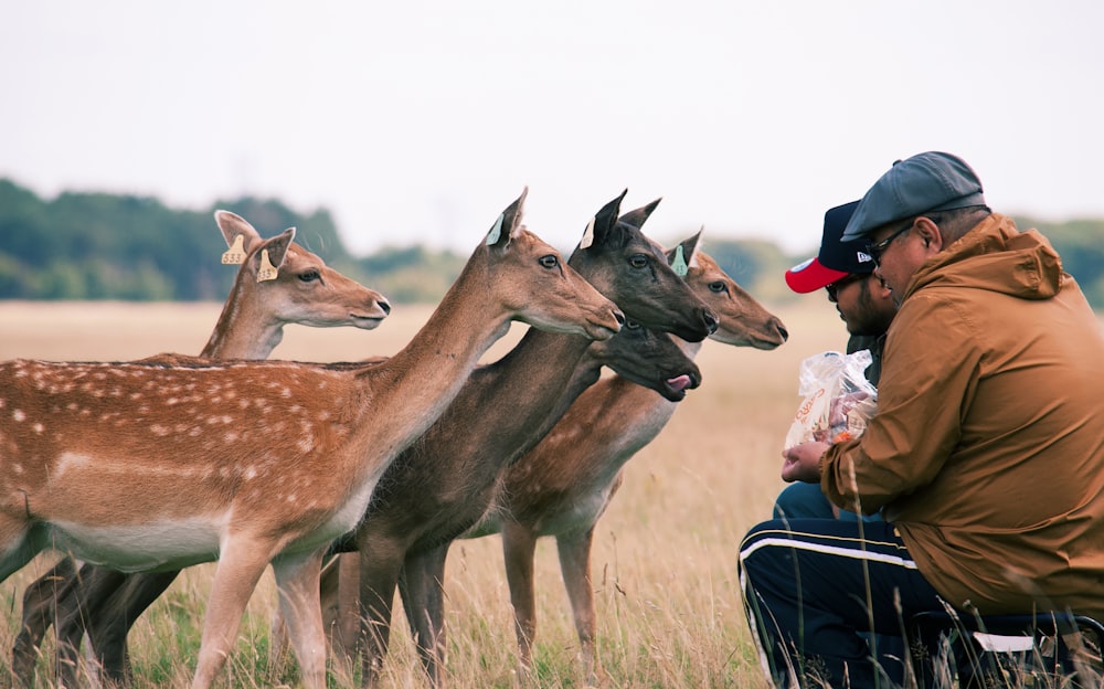 a man sitting in a field next to a herd of deer