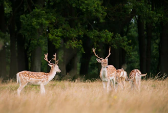 A panoramic view of Kanha National Park’s lush forest landscape with a spotted deer grazing near a waterhole.
