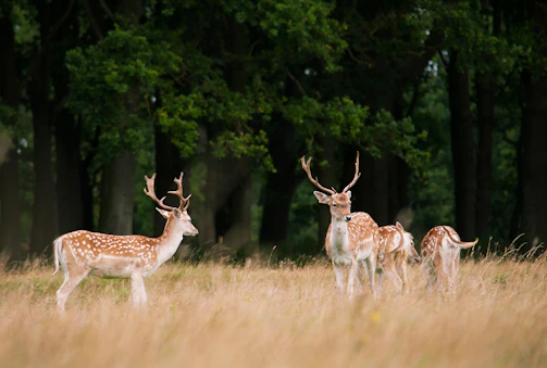 A panoramic view of Kanha National Park’s lush forest landscape with a spotted deer grazing near a waterhole.