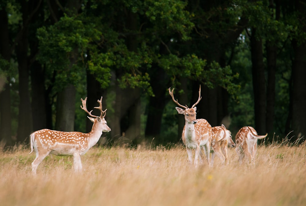 a herd of deer standing on top of a grass covered field