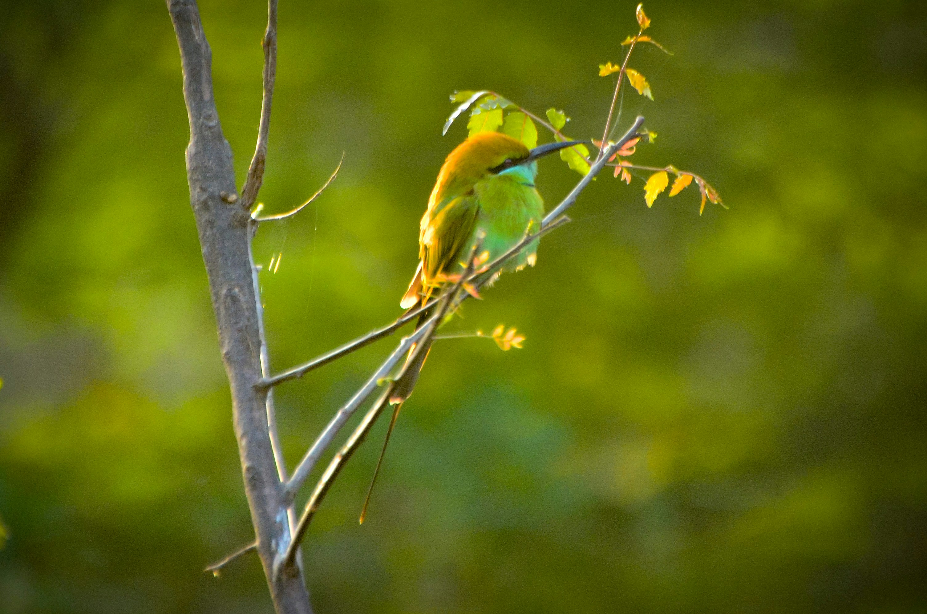 Photo by binnymanohar