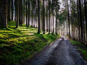 A serene forest with sunlight filtering through tall trees, symbolizing growth and sustainability.