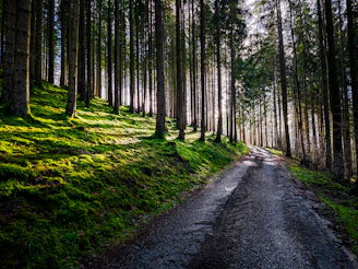 A serene forest path bathed in soft morning light, surrounded by lush moss and tall trees.