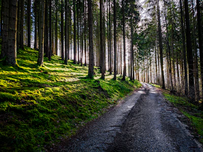 A serene forest with sunlight filtering through tall trees, symbolizing growth and sustainability.
