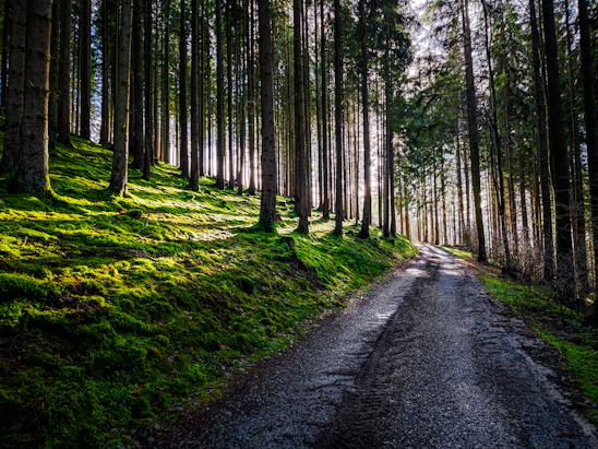 A serene Ohio forest with sunlight filtering through the trees, symbolizing hope and conservation.