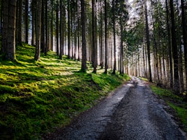 A serene forest with tall trees reaching towards the sky, a sunlit path winding through the woods, and vibrant green moss carpeting the forest floor. The sunlight filters through the branches, creating dappled patterns of light and shadow.