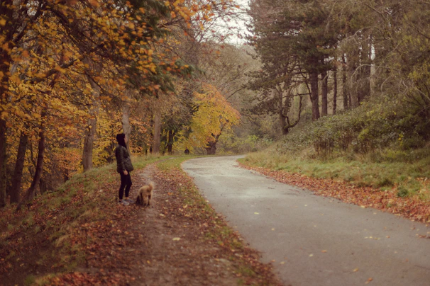 Boris enjoying a walk on a golden yellow autumn path, leaves crunching under his paws.