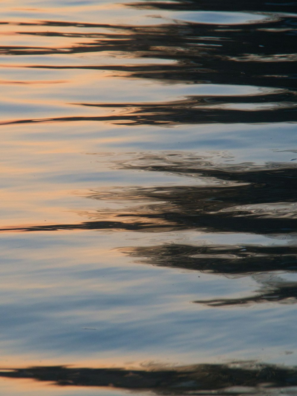 a bird floating on top of a body of water