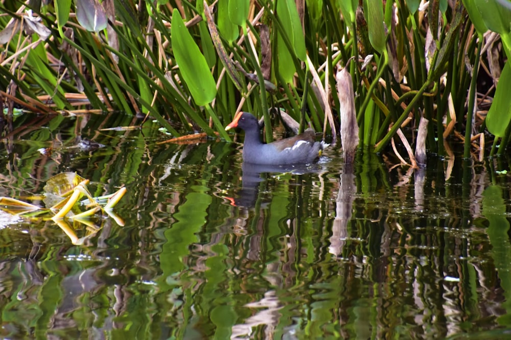 a duck floating on top of a body of water