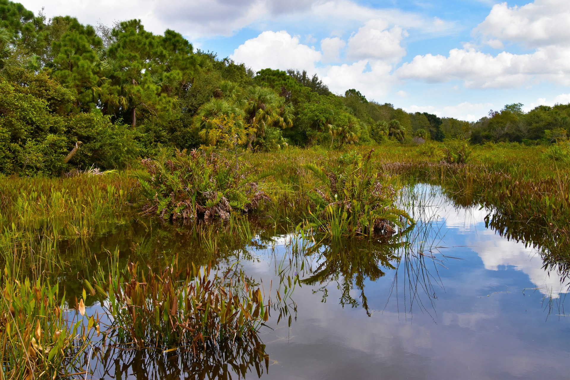 A still Bihar wetland, reflecting the sky