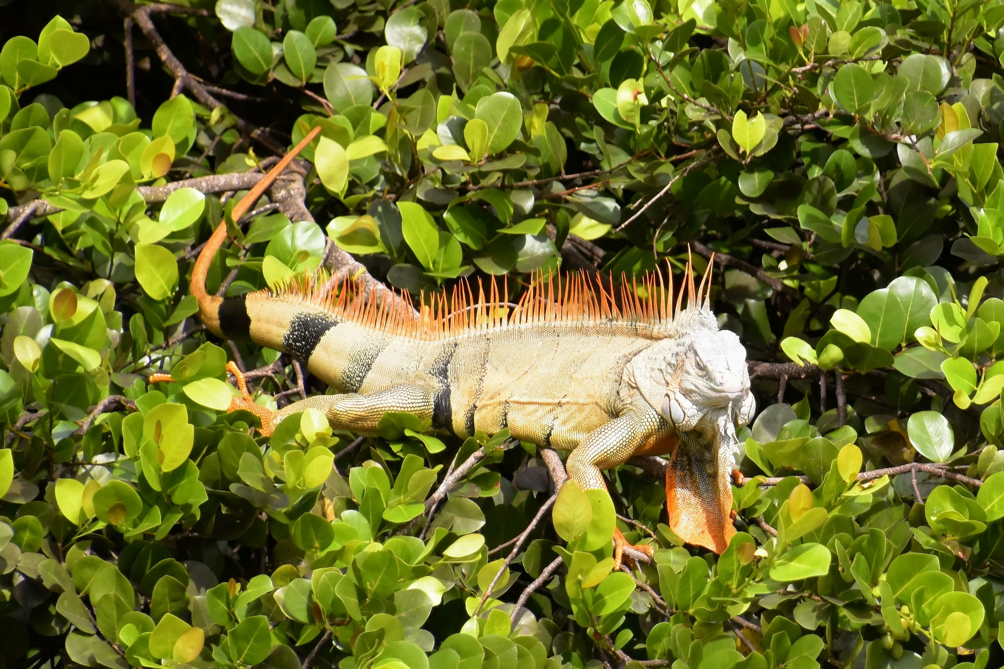 an iguana in a tree with green leaves