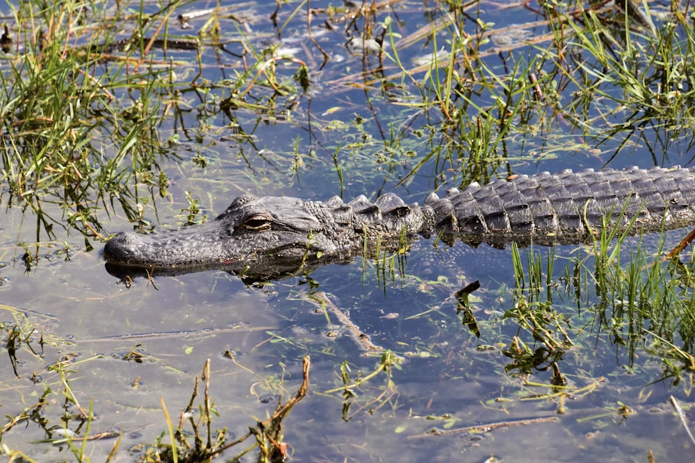 a large alligator swimming in a body of water