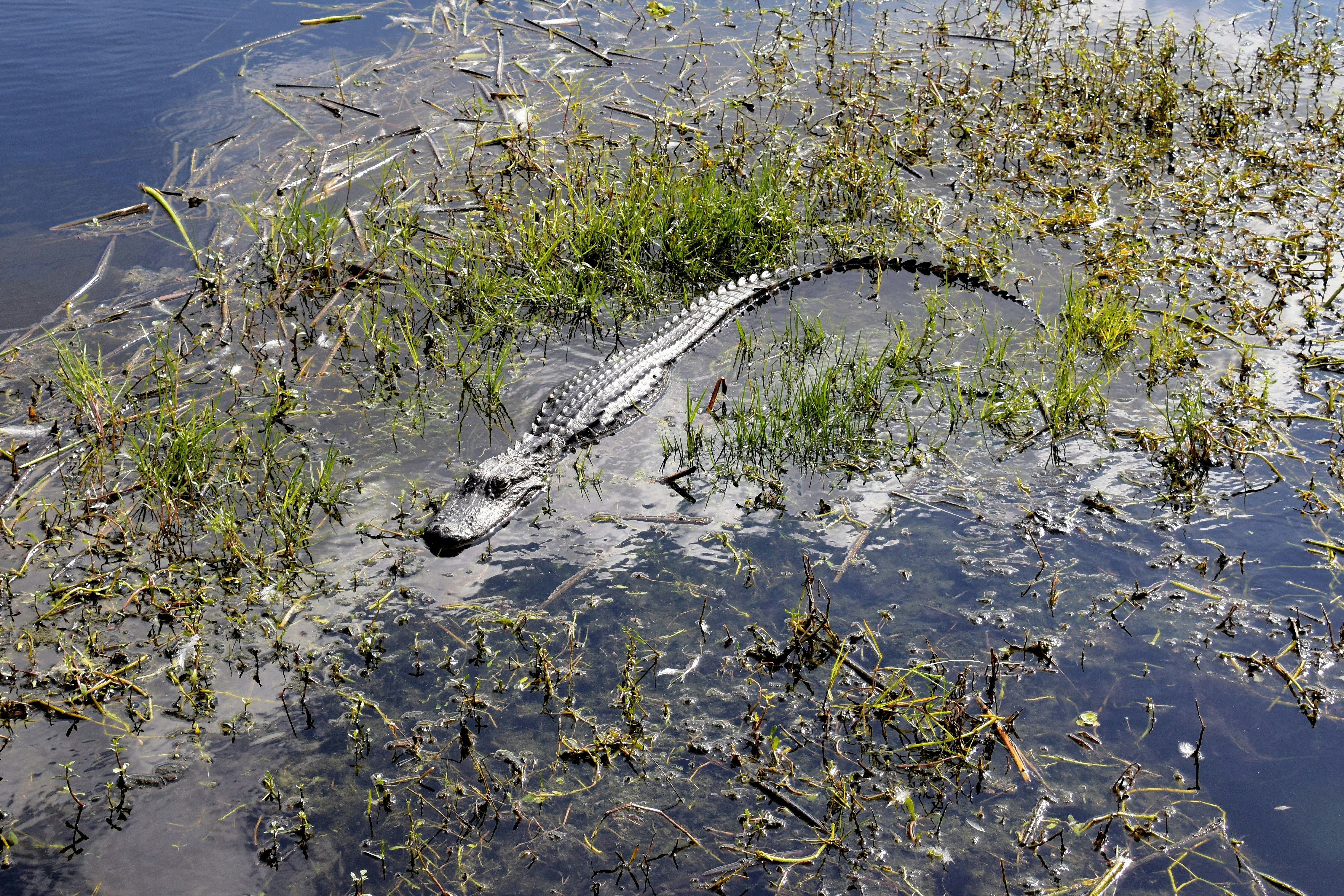 an alligator is submerged in a body of water