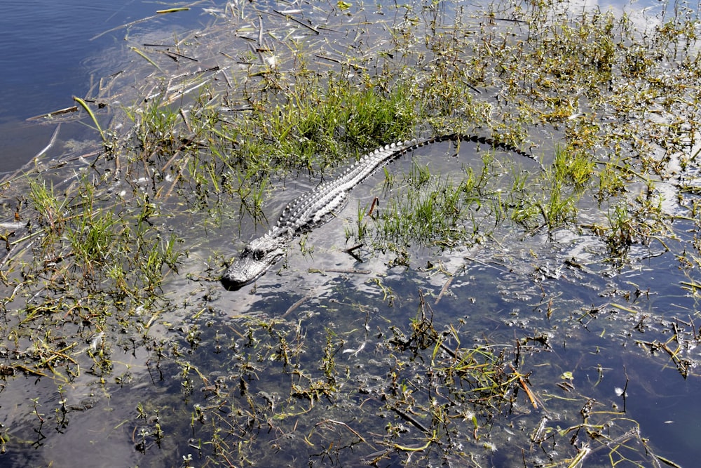 an alligator is submerged in a body of water