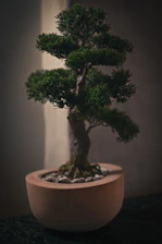 A softly lit close-up of a miniature Japanese house nestled under an ancient bonsai tree, casting warm amber shadows on a dark charcoal background.